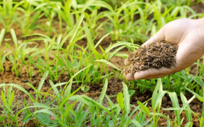 Spain Turns to Morocco for Fertilizers Amid Global Supply Crunch