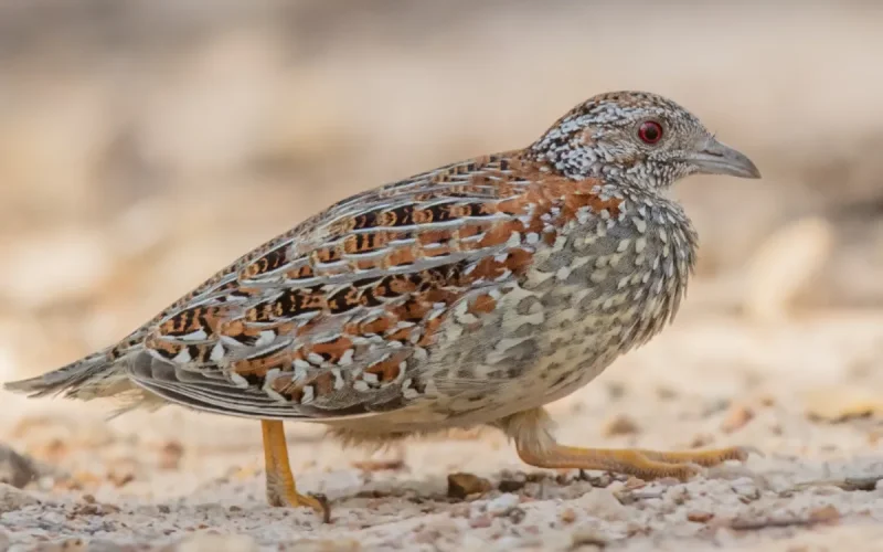 Spain wants to repatriate a bird from Morocco to save it