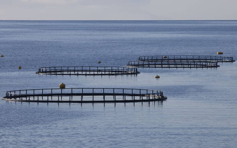 Spain's Popular Party Files Complaint Over Moroccan Fish Farms in Spanish Waters