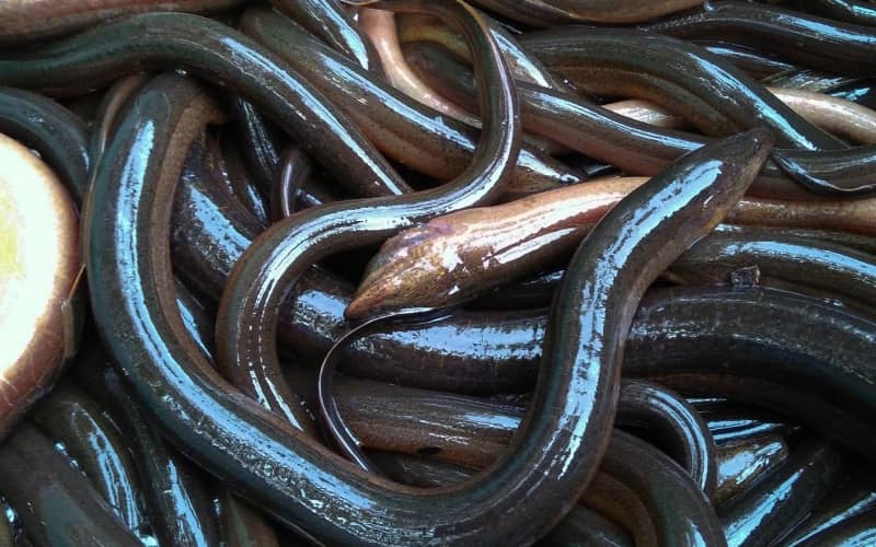 Spanish Authorities Seize 190 Kilos of Smuggled Eels Worth €250,000 at Algeciras Port