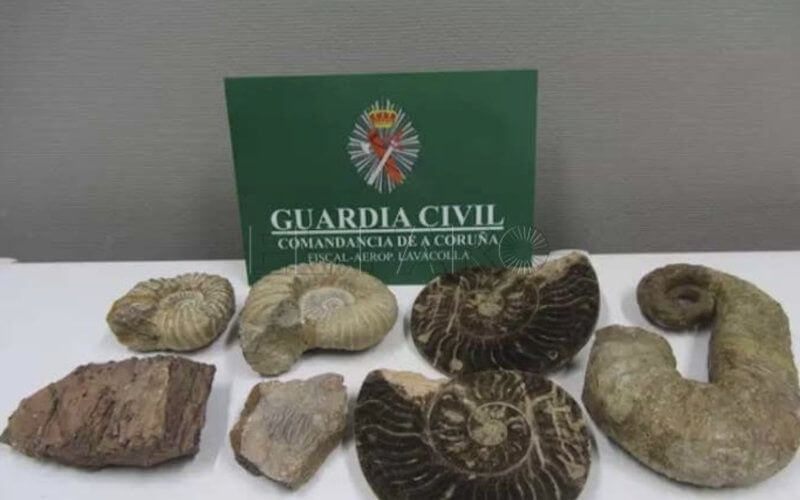 Spanish Authorities Seize Undeclared Moroccan Fossils at Airport Customs