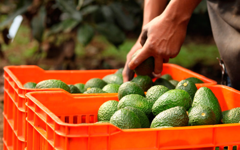 Spanish Avocado Farmers Face Surge in Moroccan Imports, Raising Concerns