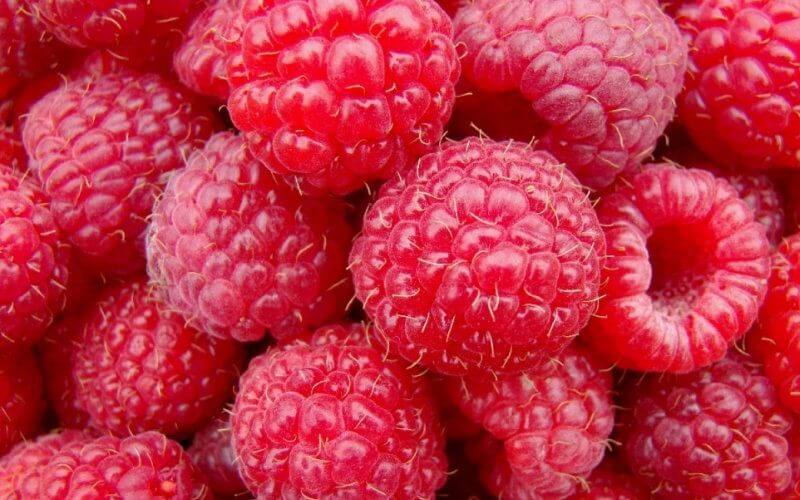 Spanish Berry Farmers Demand Stricter Controls on Moroccan Raspberry Imports