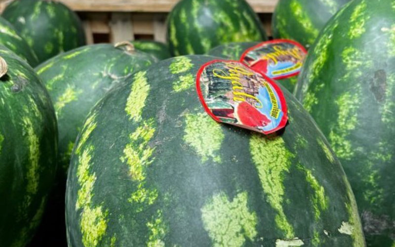 Spanish Farmer Gives Away 100 Tons of Watermelons Amid Price Collapse and Import Surge