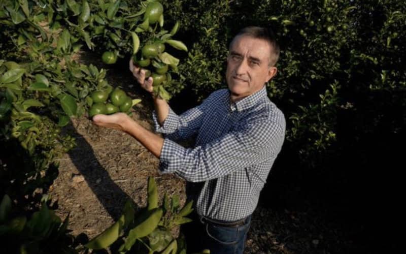 Spanish Farmer Wins Supreme Court Case Against Moroccan King Over Mandarin Patent