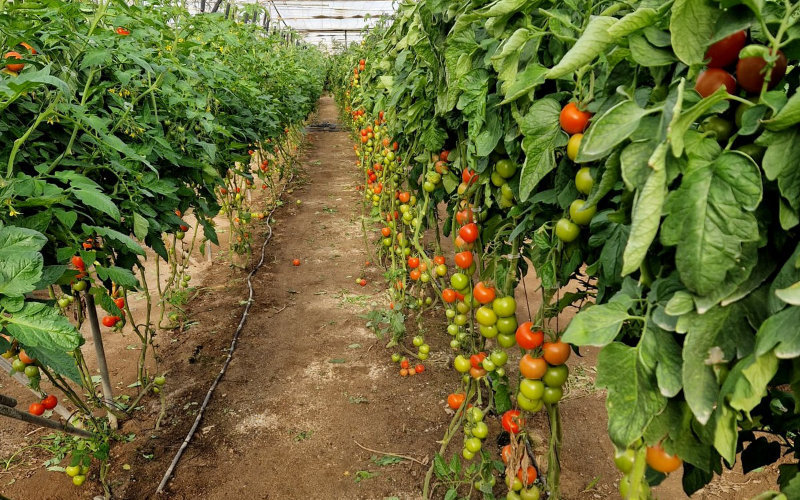 Spanish Farmers Protest EU-Morocco Trade Deal, Citing Unfair Competition