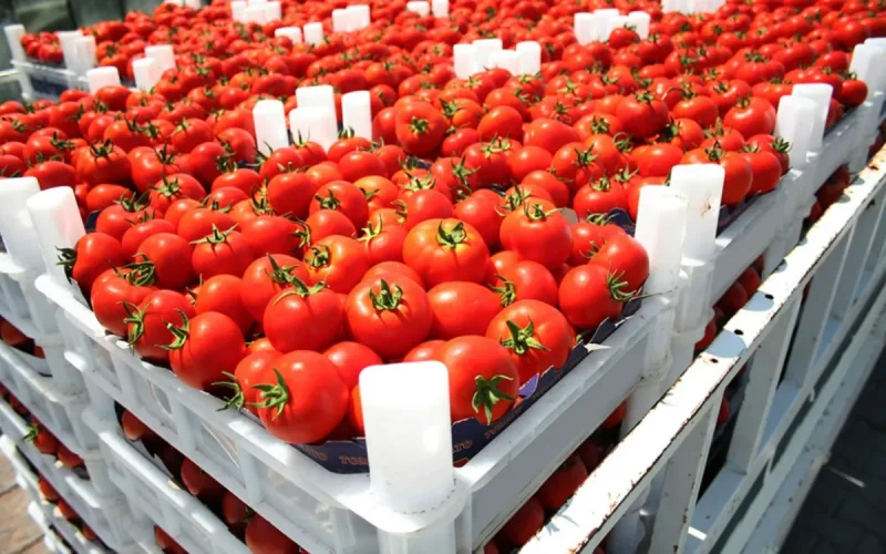 Spanish farmers take aim at Moroccan tomatoes