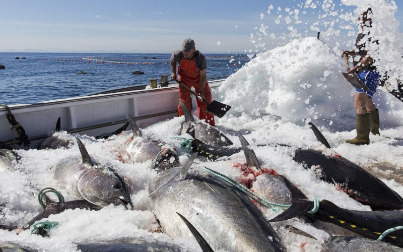 Spanish Fishermen Face Uncertainty as EU-Morocco Fishing Deal Expires