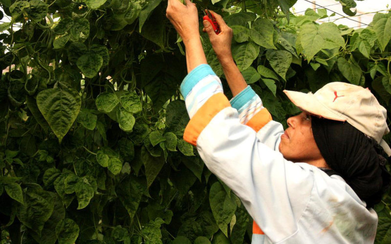 Spanish Food Companies Flock to Morocco, Seeking Growth Opportunities