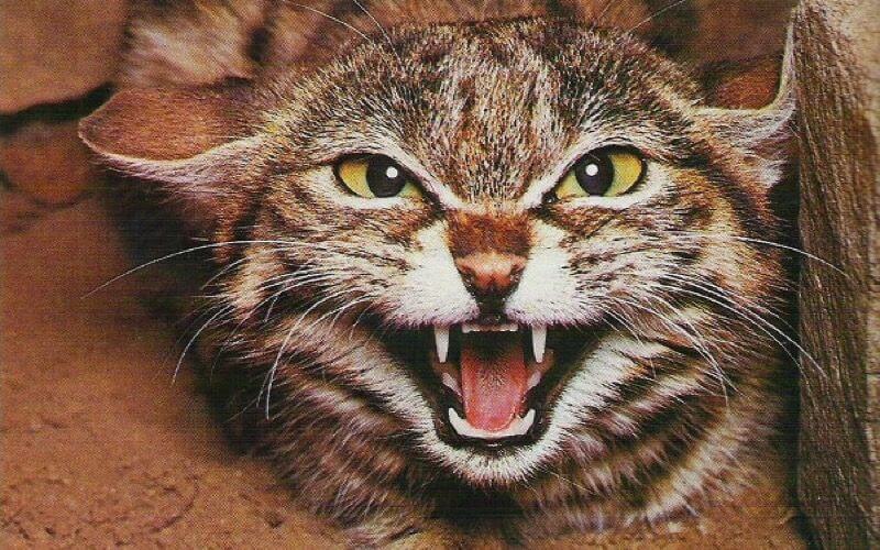 Spanish Man Dies from Rabies After Cat Bite in Morocco