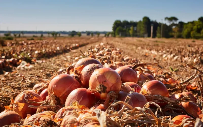 Spanish onion at 8 DH arrives in Morocco: Why our farmers are no longer a match!
