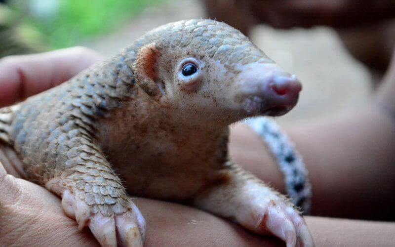 Spanish Police Arrest Woman Smuggling Dead Pangolins Linked to Coronavirus
