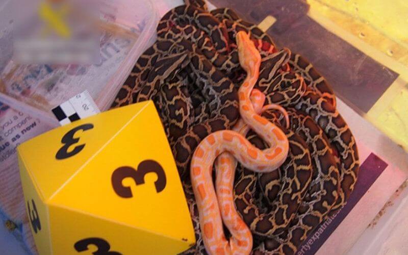 Spanish Police Bust International Wildlife Trafficking Ring, Seize 200 Animals