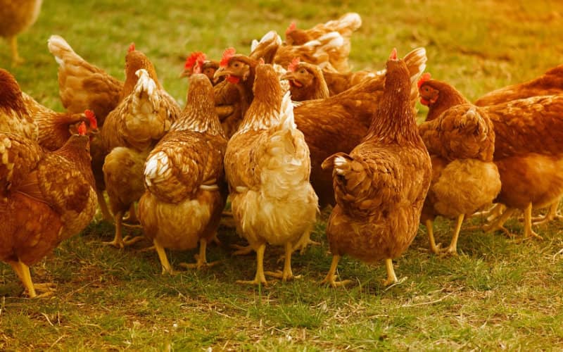 Spanish Poultry Farmers Protest EU Decision to Allow Moroccan Chicken Imports