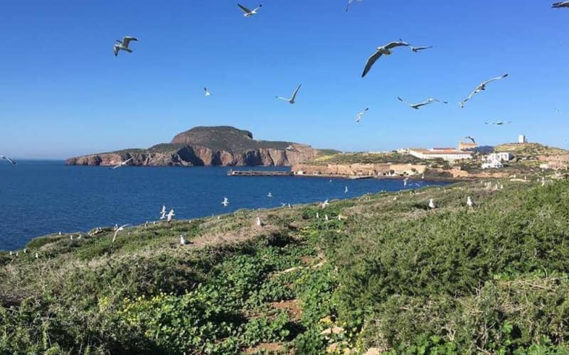 Spanish Prosecutor Clears Moroccan Fish Farms Near Chafarinas Islands
