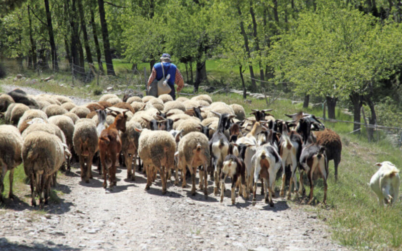 Spanish Sheep Exporters Turn to Algeria After Morocco's Eid Sacrifice Ban