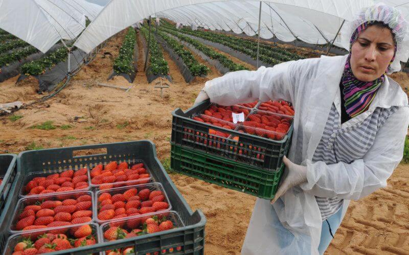 Spanish Strawberry Farms Face Labor Shortage as Morocco Closes Borders