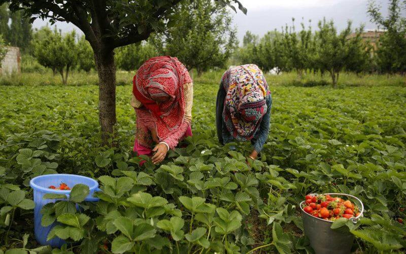 Spanish Strawberry Farms Face Labor Shortage as Morocco Closes Borders Amid COVID-19