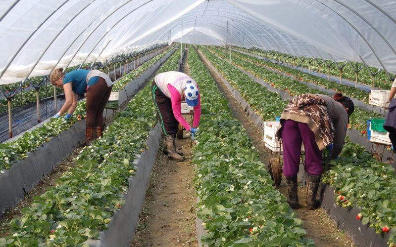 Spanish Strawberry Farms Reconsider Moroccan Labor After Border Crisis