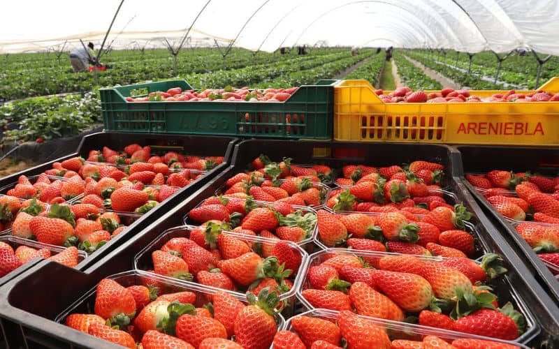 Spanish Strawberry Industry Faces Challenges from Moroccan Imports and European Economic Pressures