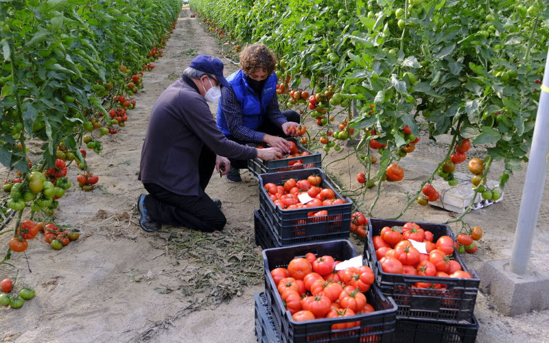 Spanish Tomato Exports Decline as Morocco Gains EU Market Share