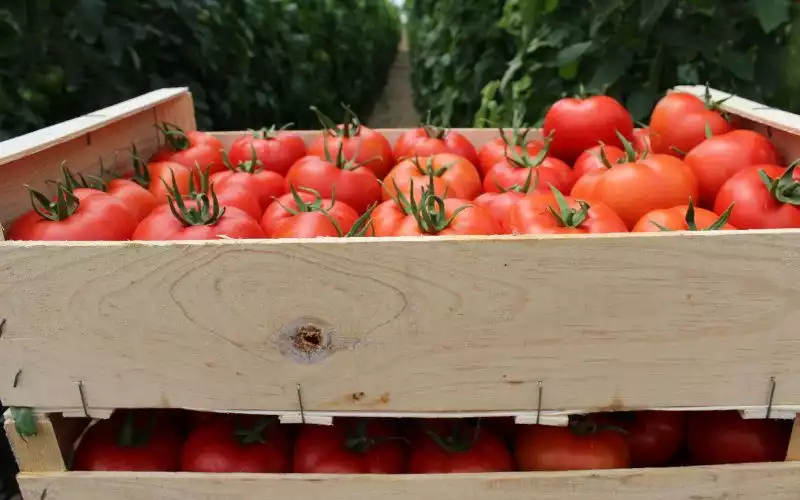 Spanish Tomato Industry in Crisis as Moroccan Imports Surge, EU Report Finds
