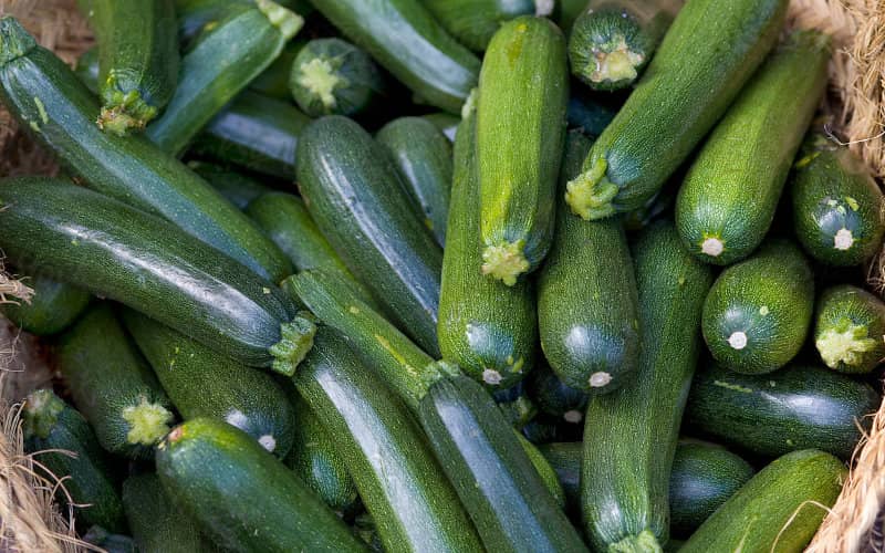 Spanish Zucchini Imports from Morocco Plummet 37% Since 2018