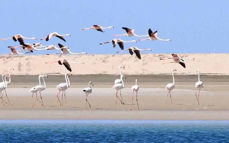 Stranded Tourists Find Solace in Morocco's Coastal City of Dakhla During COVID-19 Lockdown
