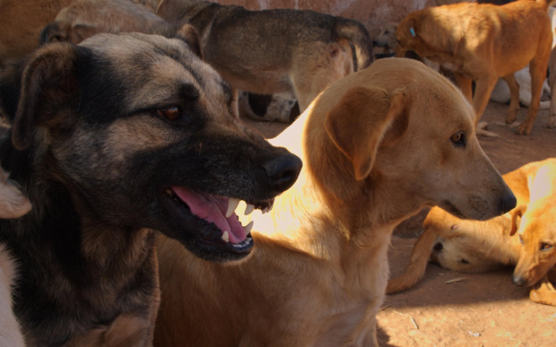 Stray Dog Attacks Surge in El Jadida, Morocco, Sparking Health Concerns