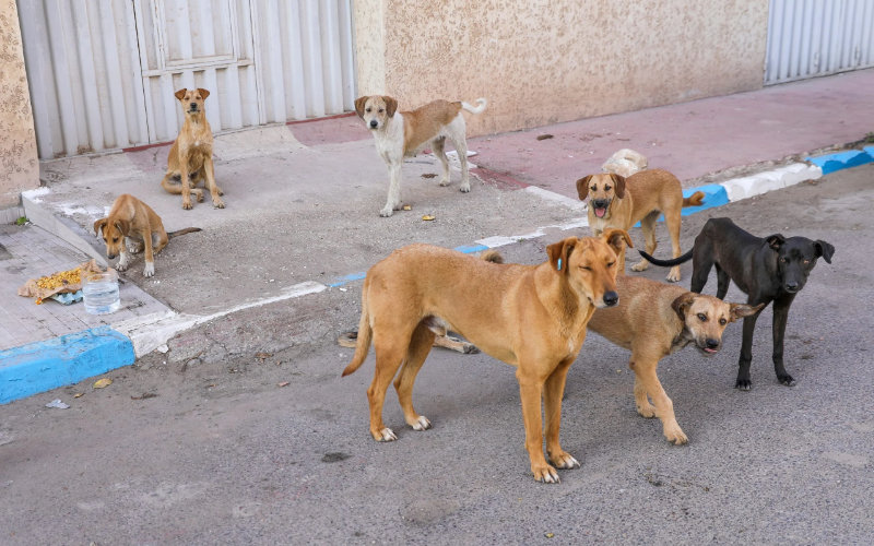 Stray Dog Packs Spark Safety Concerns in Moroccan City of Salé