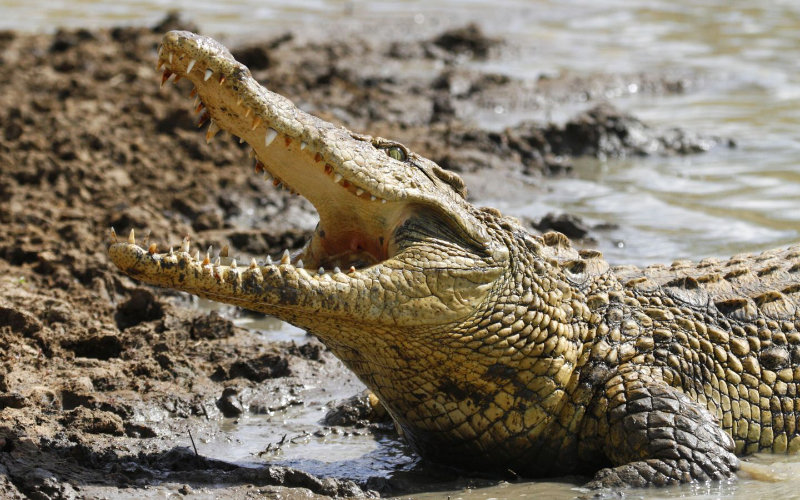 Study: Nile Crocodiles Respond to Distress Calls of Human and Primate Infants