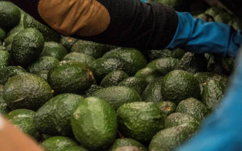 Surge in Moroccan Avocado Imports Drives Spanish Prices Down 29%