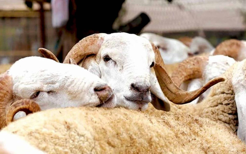 Survey: Half of Moroccans Support Canceling Eid al-Adha Amid Rising Sheep Prices