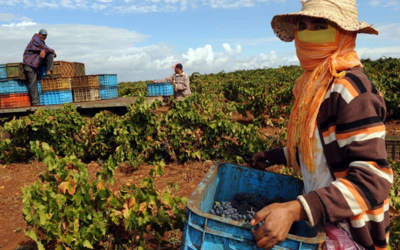 Survey Reveals Majority of Moroccan Workers Lack Employment Contracts and Job Security