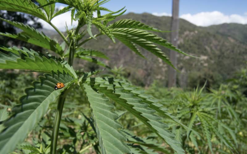Syrian and Kurdish Well-Drillers Boost Morocco's Cannabis Industry