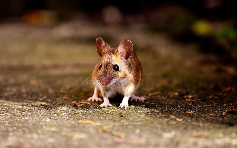 Tangier Allocates $200,000 to Combat Rat and Mosquito Infestation