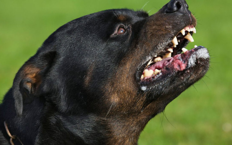 Teen Mauled by Loose Rottweiler at Antwerp Fair, Shares Ordeal on TikTok