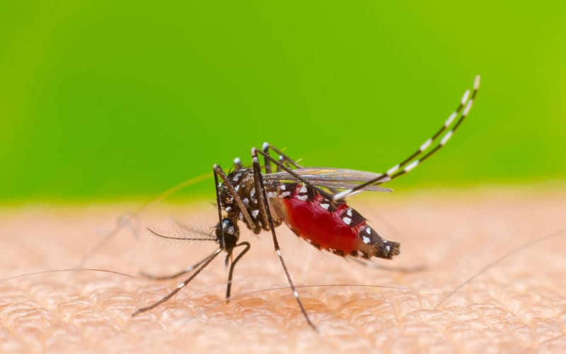 Tétouan Launches Aggressive Mosquito Control Campaign, Targets Over 200 Breeding Sites