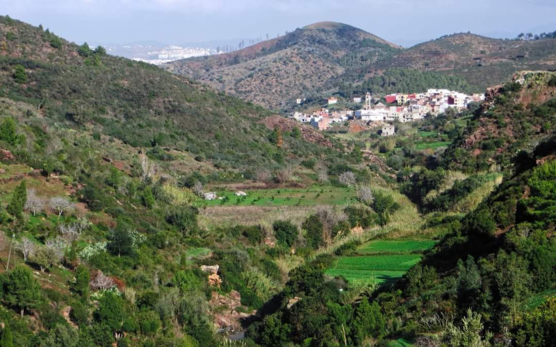 Tétouan: Is part of the forest being transformed into an illegal subdivision?