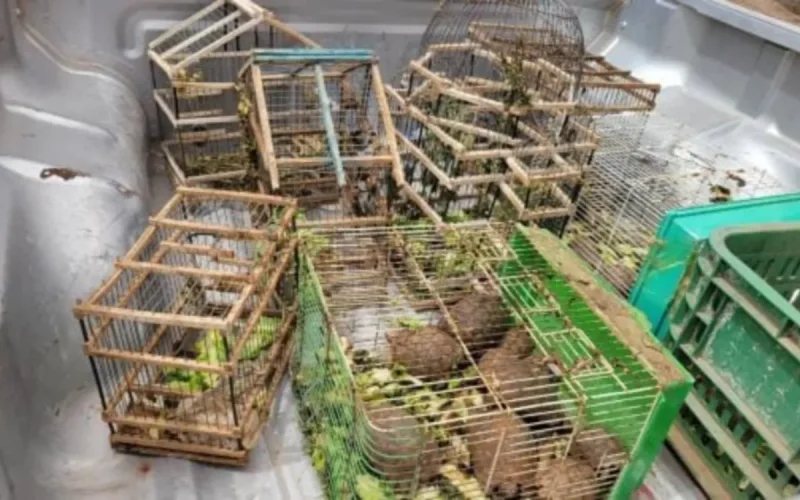 They buy ten tortoises and a lizard for 6,000 dirhams in Marrakech: police intervene