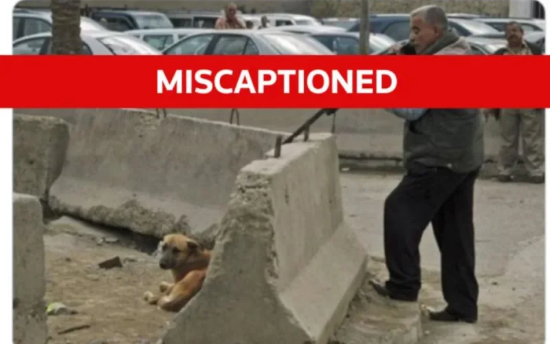 This photo of the "dog massacre" in Morocco for the 2030 World Cup is false