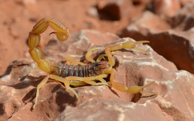 Toddler Dies from Scorpion Sting in Morocco as Hospital Lacks Antidote
