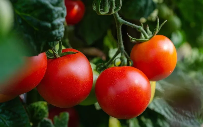 Tomato exports: how Morocco has dethroned Spain and risen to 3rd place globally