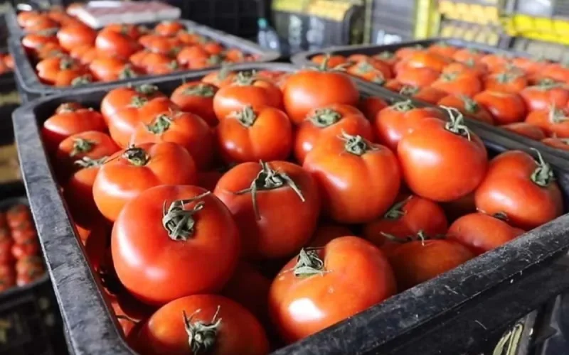 Tomato Prices Soar in France, Morocco to Blame