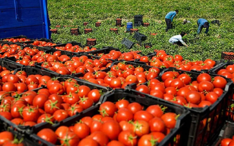 Tomato Prices Surge in Morocco as Ramadan Approaches, Could Hit 20 Dirhams per Kilo