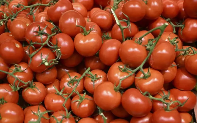 Tomato: Shortage looming in Morocco?
