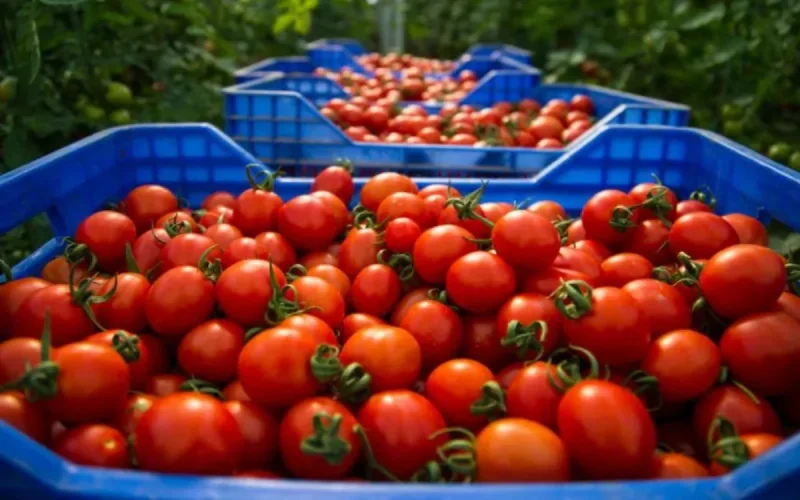 Tomato War: Spain Challenges Morocco Over EU Imports
