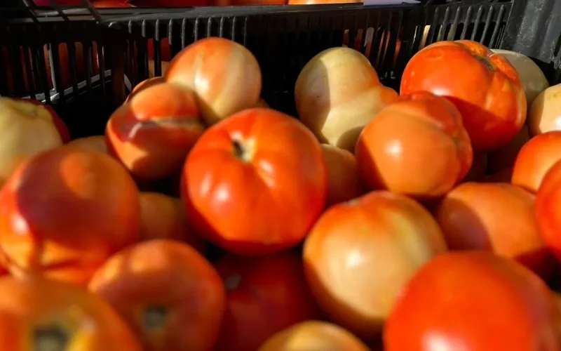 Tomatoes become a luxury in Morocco, the 14 dirham mark crossed