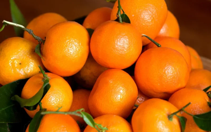 Tomatoes and mandarins drive Moroccan agricultural exports to 2.38 million tonnes
