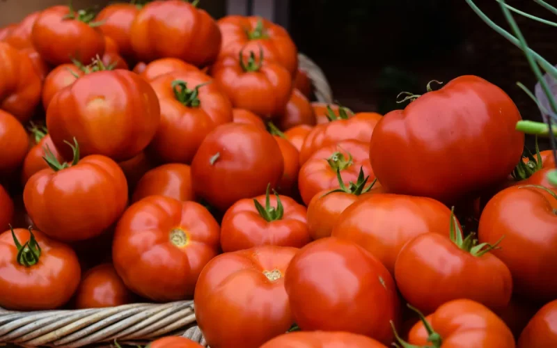 Tomatoes: Morocco dethrones Spain and becomes Europe's leading supplier